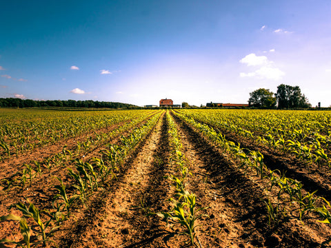 countryside-field-crops-52643992__PID:d6077c8a-17b9-4f7a-97b0-1d01d72210cb