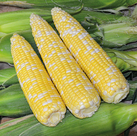 Fresh Bi-Color Sweet Corn (Dozen)